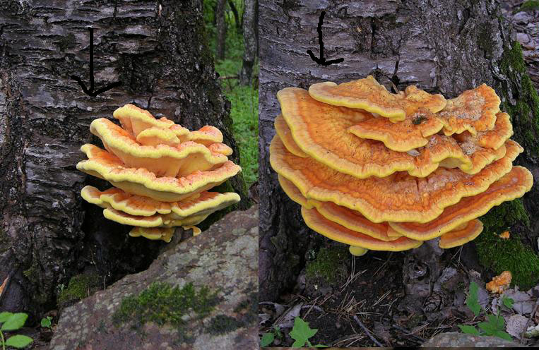 Laetiporus sulphureus(Bull.:Fr.)Murrill